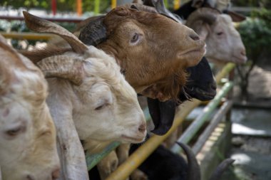 Keçi çiftliğinin ahşap barınağında keçiler