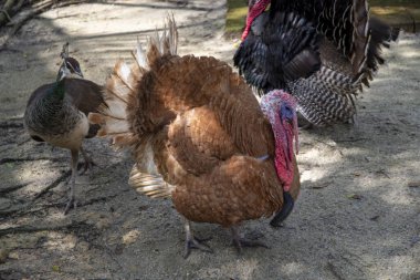 Beyaz tenli erkek hindi. Tüylü, güzel bir kuyruğu var.