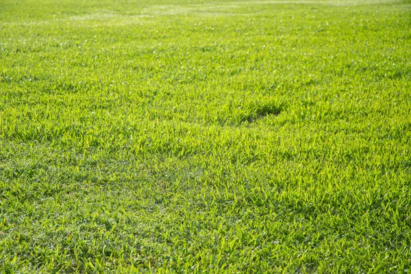 Fresh green grass field meadow in the morning sun. Lawn background