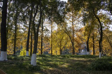 Nanjing, Çin - 2 Aralık 2023: Nanjing 'deki Xuanwu Gölü' nün sonbahar dönemi görüntüsü. Xuanwu Gölü, Çin tarafından korunan güzel manzaralı bir yerdir.