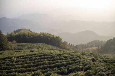 Moganshan, Çin 'deki çay çiftliği. Moganshan beyaz çayı Çin 'in en ünlü ve aromatik çaylarından biridir.