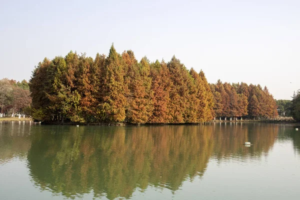 Çin 'in Suzhou kentindeki Bacheng Ekolojik Bataklık Parkı' nın sonbahar dönemi manzarası.