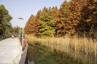 Suzhou, Çin - 6 Aralık 2023: Sonbahar sezonu boyunca Bacheng Ekolojik Bataklık Parkı 'nın güzel manzarası. Çin 'in Suzhou kentindeki Yangcheng Gölü' nün doğu kıyısında yer alır..