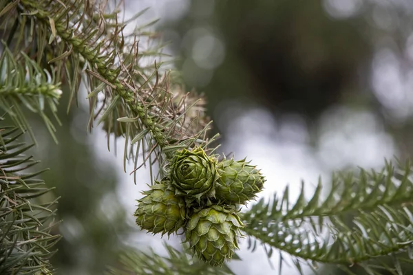 Yeşil çam ağacı veya köknar ağacı meyvesi yakın çekim