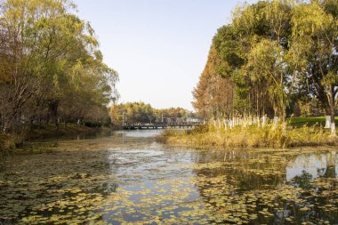 Sonbahar sezonu boyunca Bacheng Ekolojik Bataklık Parkı 'nın güzel manzarası. Çin 'in Suzhou kentindeki Yangcheng Gölü' nün doğu kıyısında yer alır..