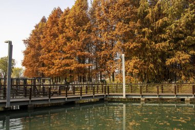 Sonbahar sezonu boyunca Bacheng Ekolojik Bataklık Parkı 'nın güzel manzarası. Çin 'in Suzhou kentindeki Yangcheng Gölü' nün doğu kıyısında yer alır..