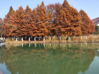 Sonbahar sezonu boyunca Bacheng Ekolojik Bataklık Parkı 'nın güzel manzarası. Çin 'in Suzhou kentindeki Yangcheng Gölü' nün doğu kıyısında yer alır..