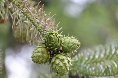 Yeşil çam ağacı veya köknar ağacı meyvesi yakın çekim