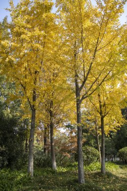 Sonbaharda parlak, sarı-turuncu ginko yaprağı