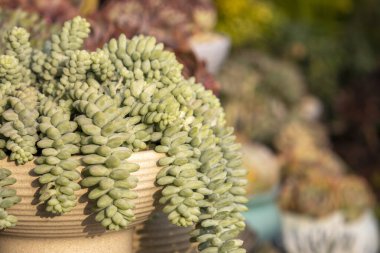 Bir bitkinin içindeki çeşitli kaktüs sulu.