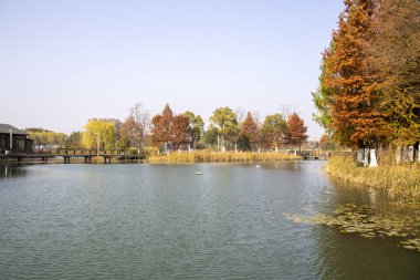 Sonbahar sezonu boyunca Bacheng Ekolojik Bataklık Parkı 'nın güzel manzarası. Çin 'in Suzhou kentindeki Yangcheng Gölü' nün doğu kıyısında yer alır..