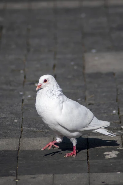 Pigeon on a ground or pavement in a city