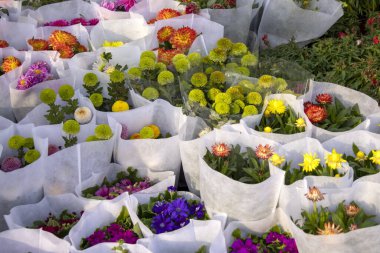 Şangay, Çin - 3 Aralık 2023: Şangay, Çin 'de geleneksel çiçek pazarı.