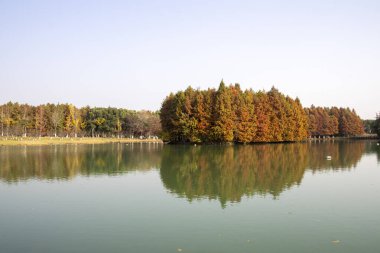 Çin 'in Suzhou kentindeki Bacheng Ekolojik Bataklık Parkı' nın sonbahar dönemi manzarası.