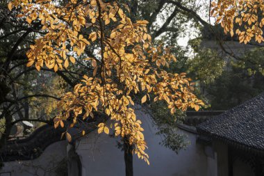 Güz mevsiminde güzel akçaağaç izinleri.