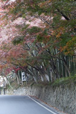 Moganshan, Çin - 30 Kasım 2023: Çin 'deki Moganshan Manzarası. Moganshan serin iklimi ve yemyeşil iklimi ile ünlüdür.