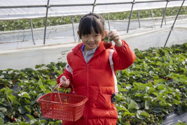 Şangay, Çin - 3 Aralık 2023: Küçük kız olgun çilekleri topluyor, çilek çiftliğini.