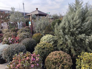 Şangay, Çin - 3 Aralık 2023: Şangay, Çin 'de geleneksel çiçek pazarı.