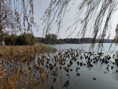 Sonbahar sezonu boyunca Bacheng Ekolojik Bataklık Parkı 'nın güzel manzarası. Çin 'in Suzhou kentindeki Yangcheng Gölü' nün doğu kıyısında yer alır..