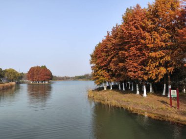 Sonbahar sezonu boyunca Bacheng Ekolojik Bataklık Parkı 'nın güzel manzarası. Çin 'in Suzhou kentindeki Yangcheng Gölü' nün doğu kıyısında yer alır..