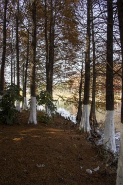 Sonbahar sezonu boyunca Bacheng Ekolojik Bataklık Parkı 'nın güzel manzarası. Çin 'in Suzhou kentindeki Yangcheng Gölü' nün doğu kıyısında yer alır..