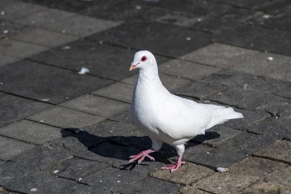 Pigeon on a ground or pavement in a city