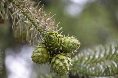 Yeşil çam ağacı veya köknar ağacı meyvesi yakın çekim