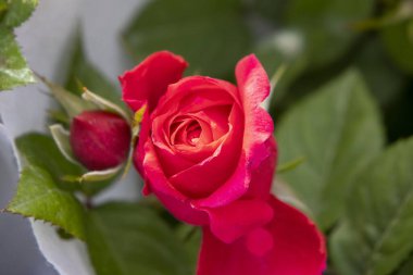 Sapında kırmızı bir gül var.