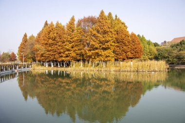 Sonbahar sezonu boyunca Bacheng Ekolojik Bataklık Parkı 'nın güzel manzarası. Çin 'in Suzhou kentindeki Yangcheng Gölü' nün doğu kıyısında yer alır..