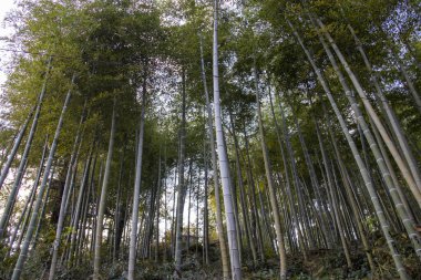 Moganshan bambu ormanı, Çin 'in Zhejiang bölgesi.