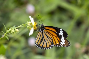 Vahşi çiçeğin üzerinde dinlenen renkli kelebek