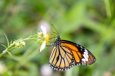 Vahşi çiçeğin üzerinde dinlenen renkli kelebek