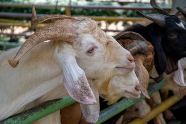 Keçi çiftliğinin ahşap barınağında keçiler