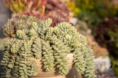 Bir bitkinin içindeki çeşitli kaktüs sulu.