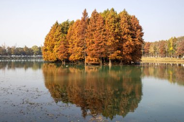 Çin 'in Suzhou kentindeki Bacheng Ekolojik Bataklık Parkı' nın sonbahar dönemi manzarası.