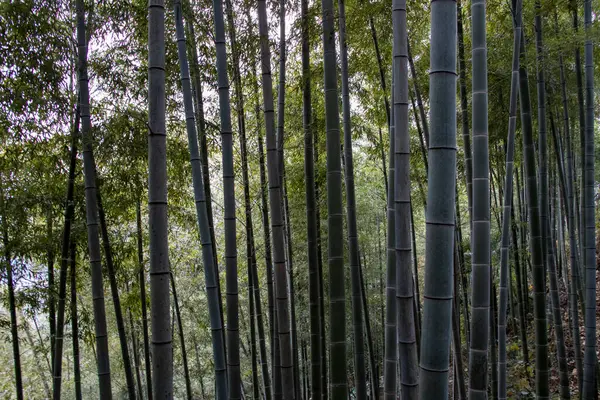 Moganshan bambu ormanı, Çin 'in Zhejiang bölgesi.