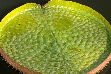 Gölette dev Lily pedleri. Çiçek açan bir bitki türü.