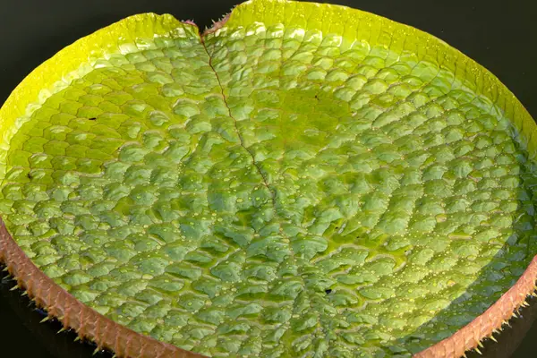 Gölette dev Lily pedleri. Çiçek açan bir bitki türü.