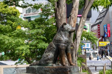 Tokyo, Japonya - 12 Mayıs 2024: Shibuya, Tokyo 'daki Hachiko Heykeli. Japonya 'nın en sadık köpeğini onurlandırmak için.