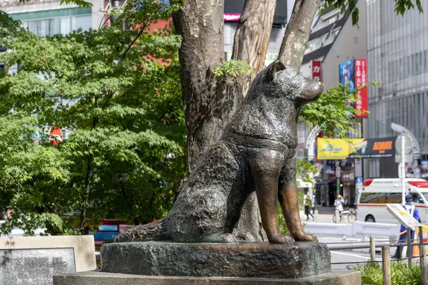 stock image Tokyo, Japan- 12 May 2024: The Hachiko Statue in Shibuya, Tokyo. It is to honor the most loyal dog in Japan