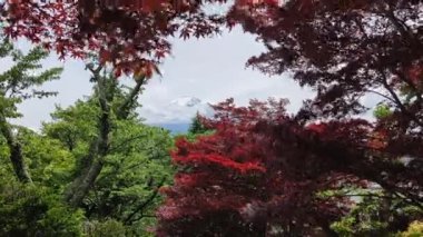 Fuji Dağı kırmızı ve yeşil akçaağaç yapraklarının arasından