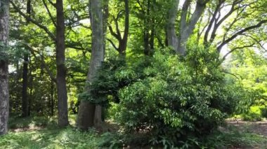 Tokyo 'daki Shinjuku Gyoen Ulusal Bahçesi. Kiraz çiçeklerinin tadını çıkarmak için popüler bir park olarak bilinir..