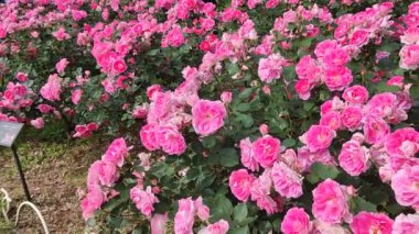 Japonya, Tokyo 'daki Yoyogi Park bahçesinde çiçek açan gül.