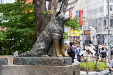 Tokyo, Japonya - 12 Mayıs 2024: Shibuya, Tokyo 'daki Hachiko Heykeli. Japonya 'nın en sadık köpeğini onurlandırmak için.