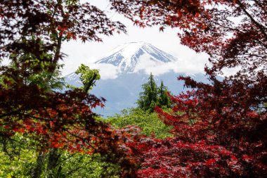 Shimoyoshida, Japonya 'daki kırmızı akçaağaçtan Fuji Dağı' nın manzarası.