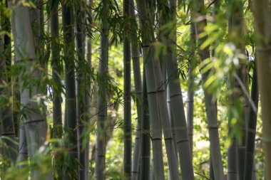 Bambu ormanı Okayama Korakuen, Japonya 'dadır.