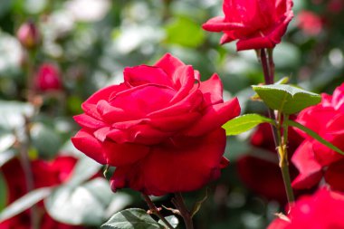 Red roses bloom in the summer in the country garden