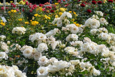 Tokyo 'daki Yoyogi Park bahçesindeki gül bahçesinin beyaz gülleri.