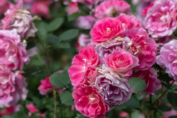 stock image Detail view of roses of the rose garden at Yoyogi park garden in Tokyo