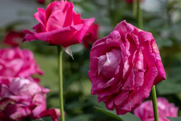 stock image Detail view of roses of the rose garden at Yoyogi park garden in Tokyo